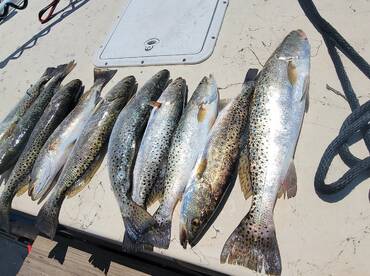 Cedar Key Report Photo 1