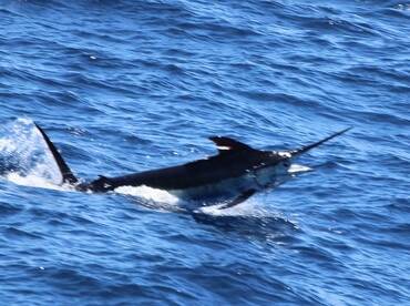 First blue marlin of 2022 season!
