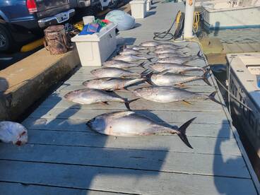 Yellowfin tuna and big eye tuna!