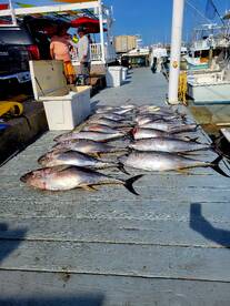 Tuna tuna and more tuna!