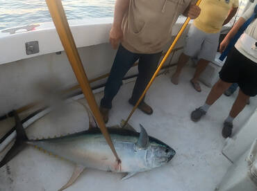 Orange Beach Report Photo 2