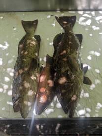 The grouper bite is hot on Tampa Bay