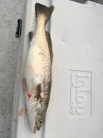 Slidell Report Photo 1