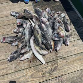 Amazing sea bass fishing!