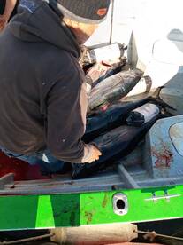 Limitz blue fin tuna