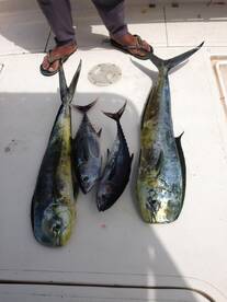 Fujairah Report Photo 2