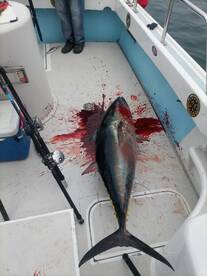 Blue fin tuna