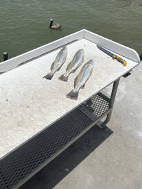 Galveston Report Photo 2