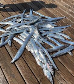 Great Fishing Continues