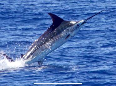 2 biue marlin released