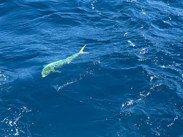 Hatteras Report Photo 2