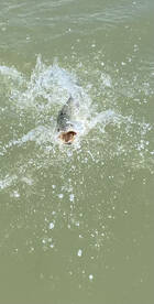 The trout bite is heating up !!