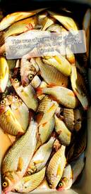 Got Salty with Spot and Perch. 