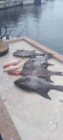 Puerto Aventuras Report Photo 2