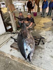 1000 pound tuna!