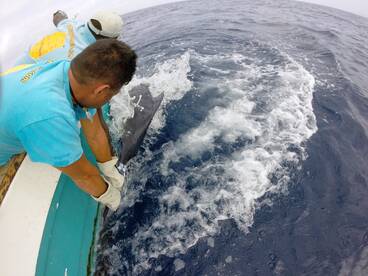 Marlin Blue , Cape Verde Maio Island