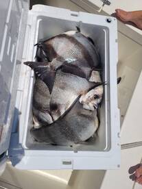 Folly Beach Report Photo 1