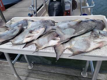 Nearshore Reef, Spadefish!