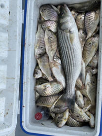 All the spot you can handle 