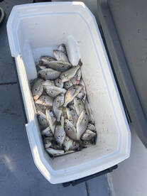 Solomons Report Photo 2