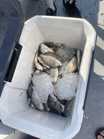 Solomons Report Photo 1