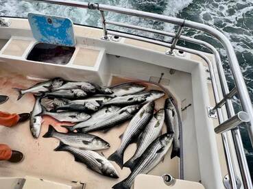 Montauk Report Photo 1