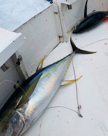 Sandys Report Photo 2