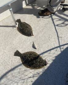 Corolla Report Photo 4