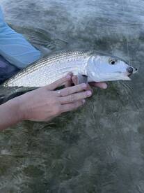 Engagement Bonefish + Recent Trips.