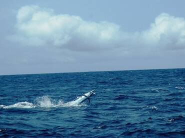 A Lively Blue Marlin makes time fly!