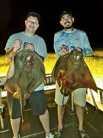 Bay rays and Houndfish 