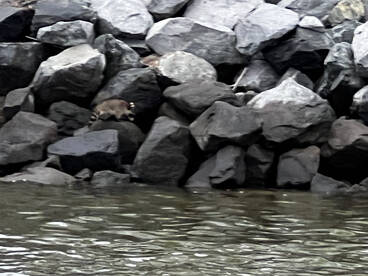 All around action and dolphins , dolphin