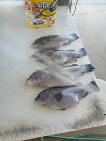 Tog are still active in the bay