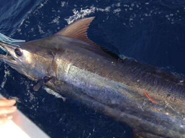 Light Tackle Wins The Day!