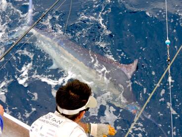 Marlin Madness in Vanuatu