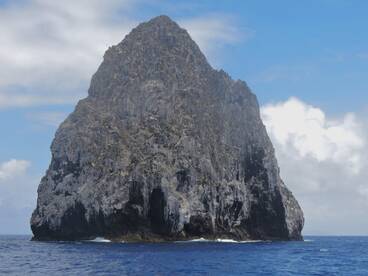 Midget Marlin With Big Appetites!