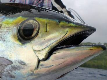 Yellowfin Family Fun!