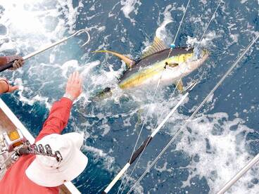 45KG Yellowfin For The Boys!