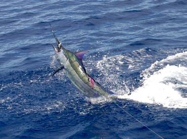 Marlin & Mahi's For The Gallaghers!