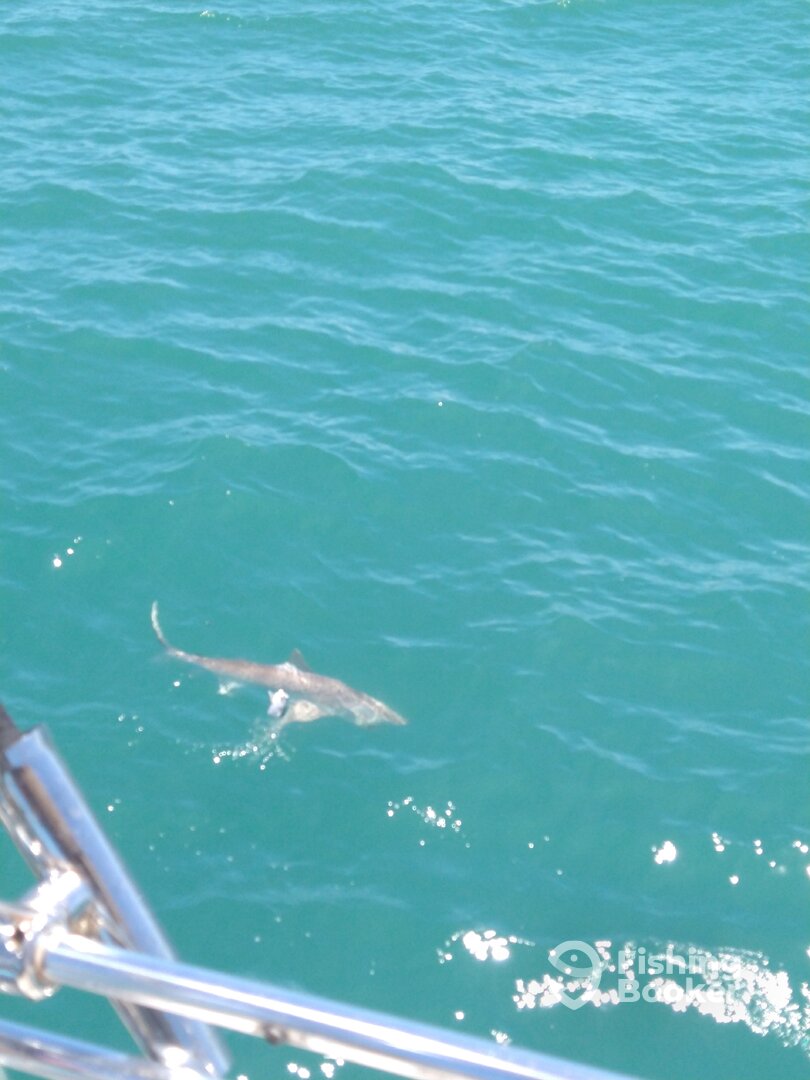 Port Canaveral Report Photo 0