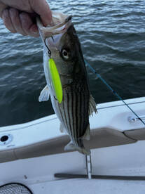 Trout , Trout ,Trout