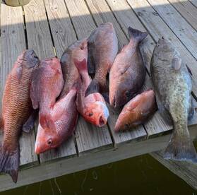 July Snapper Fishing 