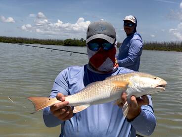 Redfish In Shallow Water