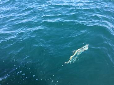 Half day state water trip. 