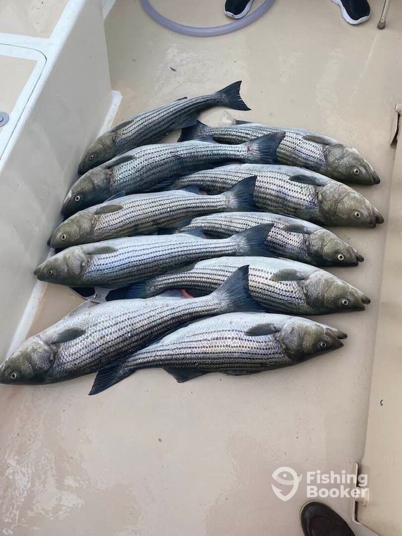 Montauk Report Photo 0