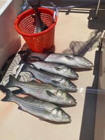 Montauk Report Photo 1
