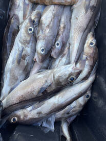 Gloucester Report Photo 2