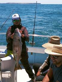 White sea bass and yellowtail