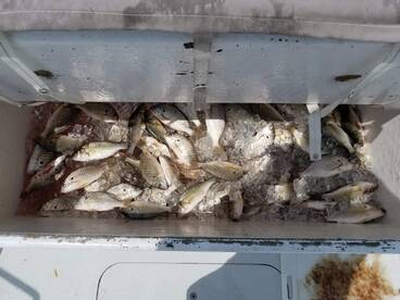 Spanish Mackerel and Bluefish trips now 