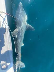 From the deep, nice Porbeagle